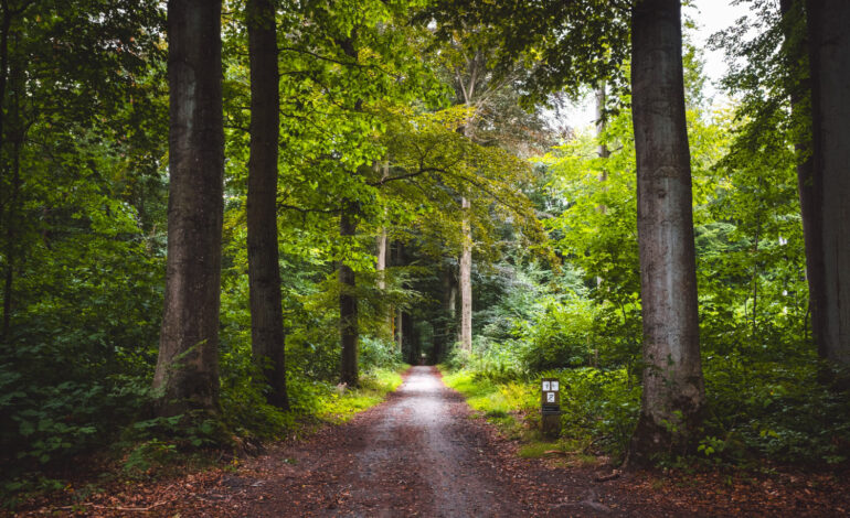 Laurea in Scienze forestali ed ambientali