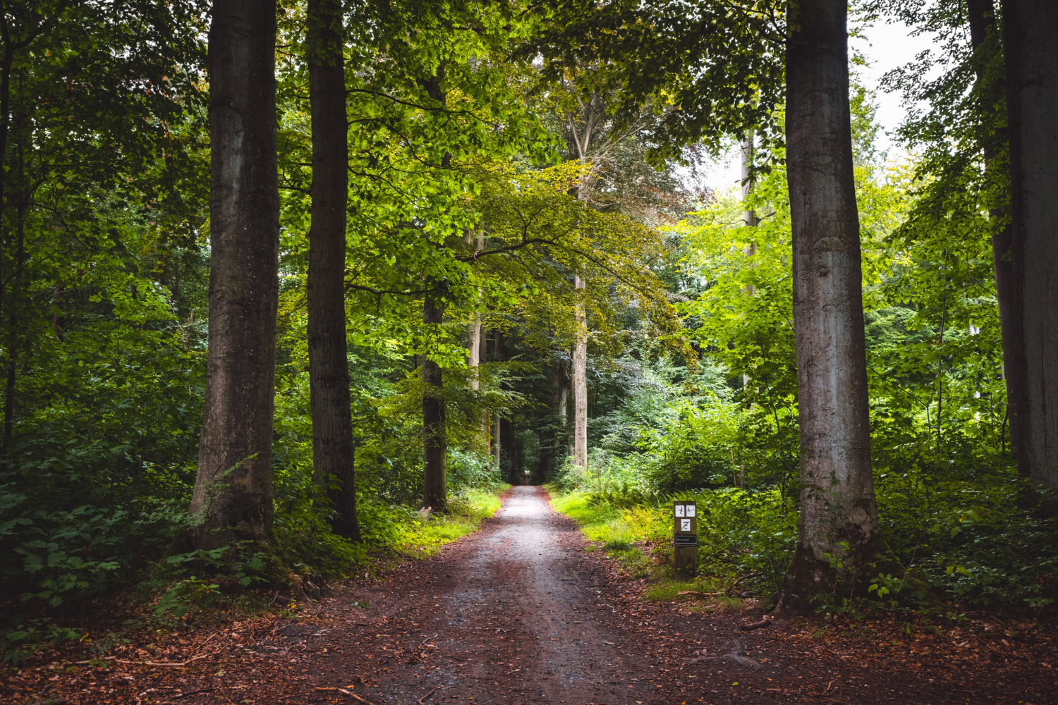 Laurea in Scienze forestali ed ambientali