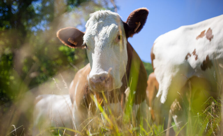 LM 86-Scienze zootecniche e tecnologie animali