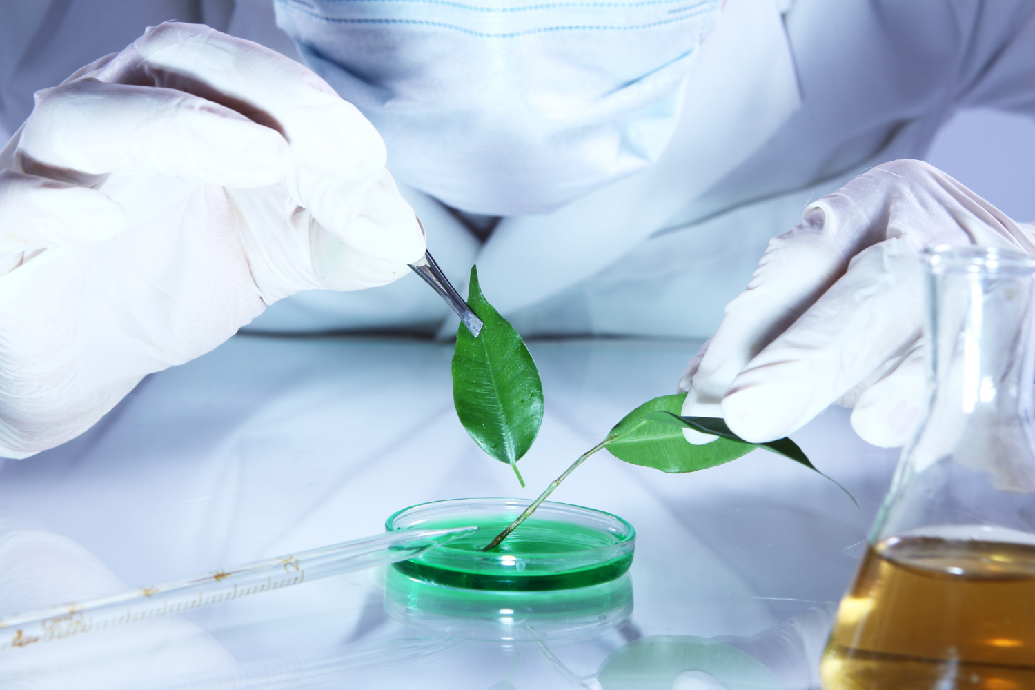LM 7-Biotecnologie agrarie; CDC