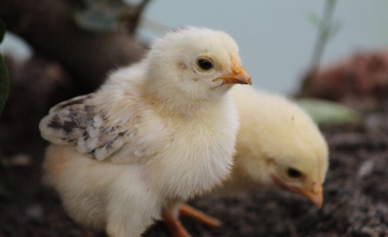 Pulcini regalati agli alunni senza consenso: polemica in Campania, intervengono istituzioni e animalisti