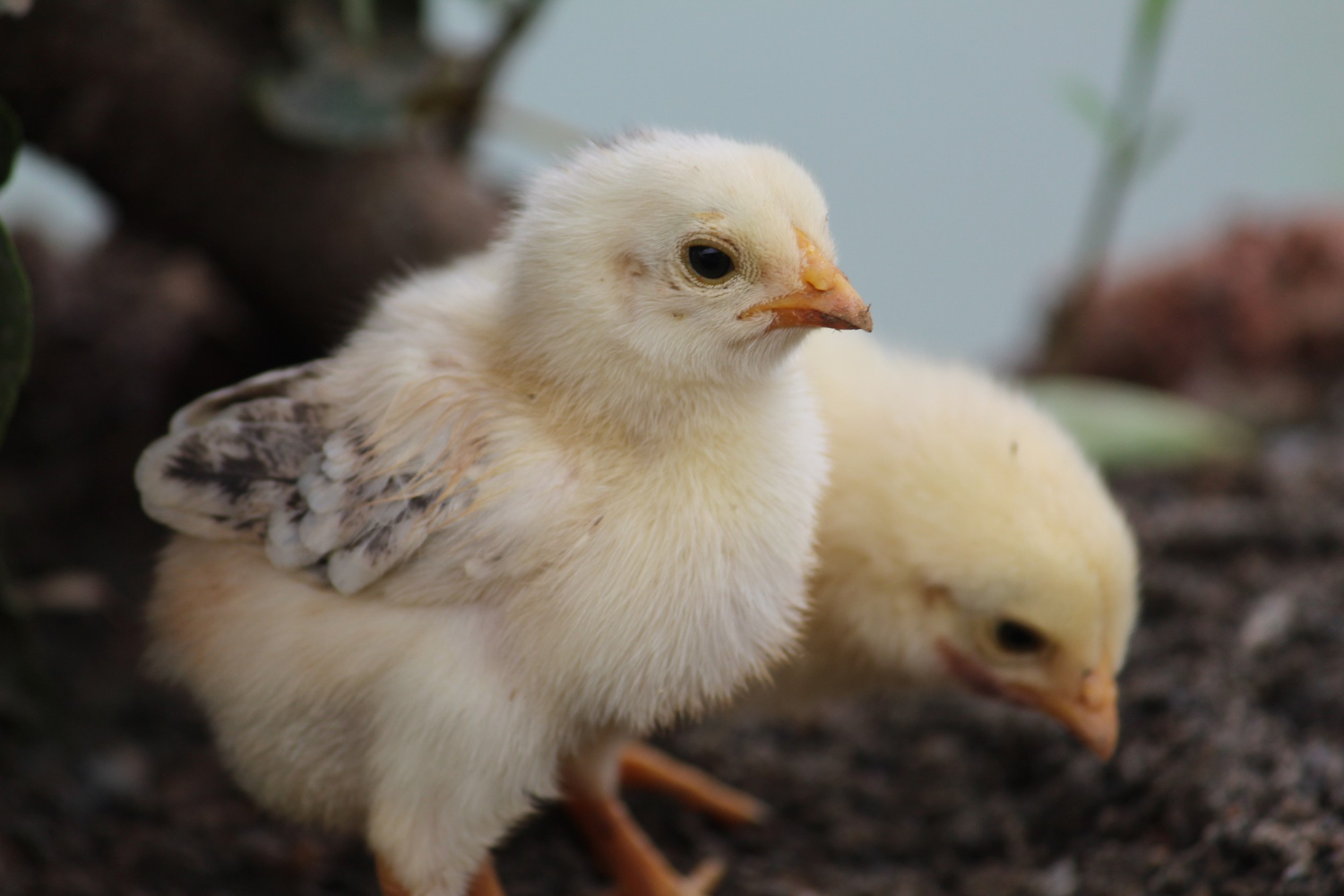 Pulcini regalati agli alunni senza consenso: polemica in Campania, intervengono istituzioni e animalisti
